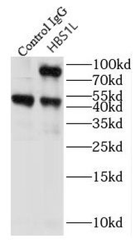 HBS1L Antibody
