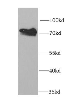 HCLS1 Antibody