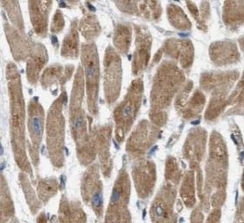 HCN1 Antibody