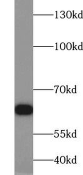 HDAC1 Rabbit Polyclonal Antibody