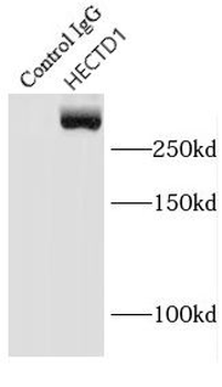 HECTD1 Antibody