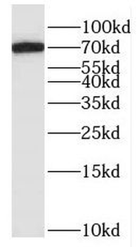 HPX Rabbit Polyclonal Antibody