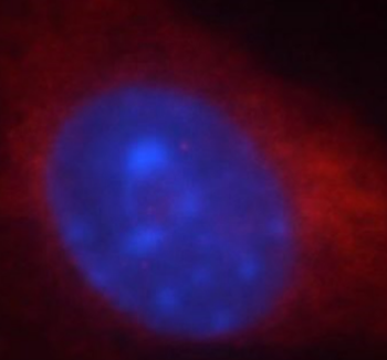HMOX2 Rabbit Polyclonal Antibody