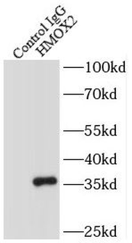HMOX2 Rabbit Polyclonal Antibody