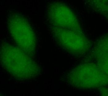 HNRNPA3 Rabbit Polyclonal Antibody
