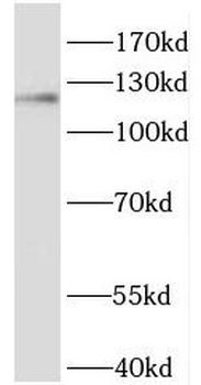 HNRNPU Rabbit Polyclonal Antibody
