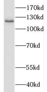 HNRNPU Rabbit Polyclonal Antibody