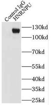 HNRNPU Rabbit Polyclonal Antibody