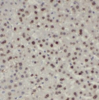 HNRNPU Rabbit Polyclonal Antibody