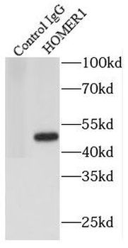 HOMER1 Rabbit Polyclonal Antibody