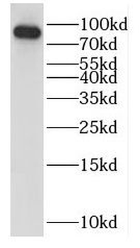 HOOK1 Rabbit Polyclonal Antibody
