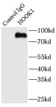 HOOK1 Rabbit Polyclonal Antibody