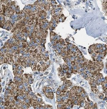 HOOK1 Rabbit Polyclonal Antibody