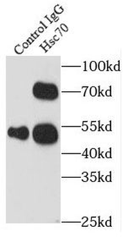 HSPA8 Antibody