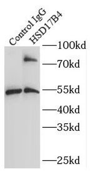HSD17B4 Antibody