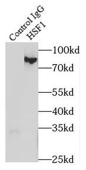 HSF1 Antibody