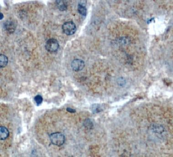 SERPINH1 Antibody