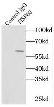 HSPD1 Antibody