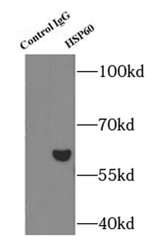 HSPD1 Antibody