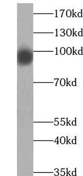 HSP90AA1 Antibody