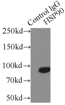HSP90AA1 Antibody