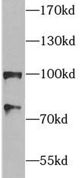HSP90AA1 Antibody