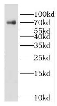 HSPA1L Antibody