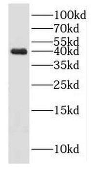 HSPBP1 Antibody