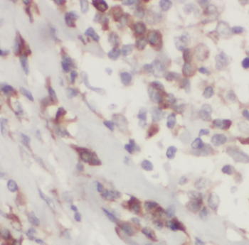 ELAVL3 Rabbit Polyclonal Antibody