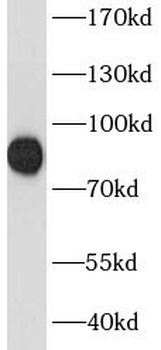 HYDIN Rabbit Polyclonal Antibody