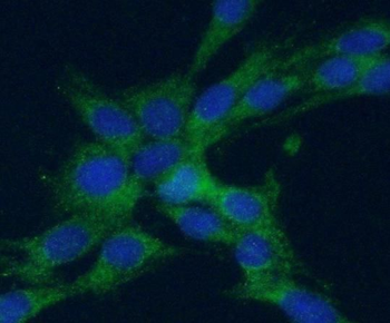 AIF1 Antibody