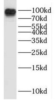 ICAM1 Antibody