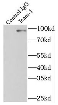 ICAM1 Antibody