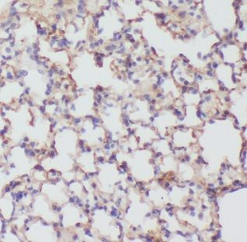 ICAM1 Antibody