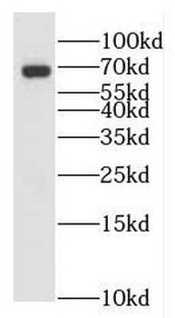 ICAM2 Rabbit Polyclonal Antibody