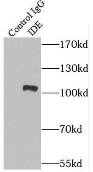 IDE Antibody
