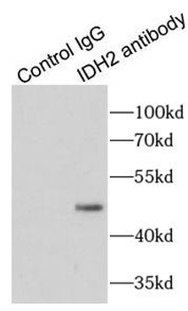IDH2 Antibody