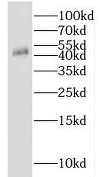 IDH2 Antibody