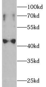 IDO1 Antibody