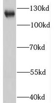 IFIH1 Antibody