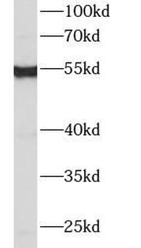 IFIT2 Antibody