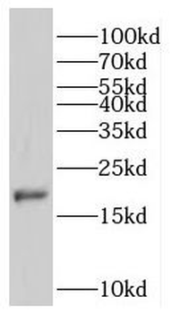 IFITM1 Rabbit Polyclonal Antibody