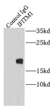 IFITM1 Rabbit Polyclonal Antibody