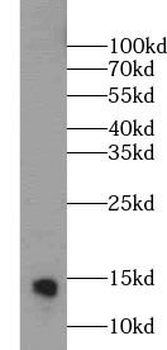 IFITM3 Rabbit Polyclonal Antibody