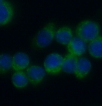 IFITM3 Rabbit Polyclonal Antibody