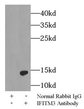 IFITM3 Rabbit Polyclonal Antibody