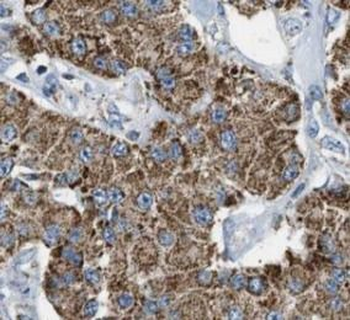 IFITM3 Rabbit Polyclonal Antibody