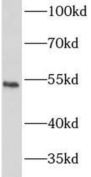 IFNAR2 Antibody