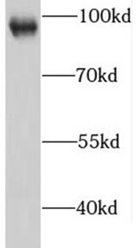IFNGR1 Antibody