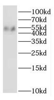IFNGR2 Antibody